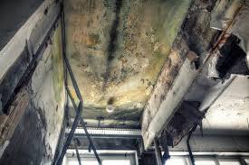 Mold Odor Removal Services in Mobile, AL